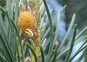 Araniella_displicata_D3006_Z_92_NP De Hoge Veluwe_Nederland